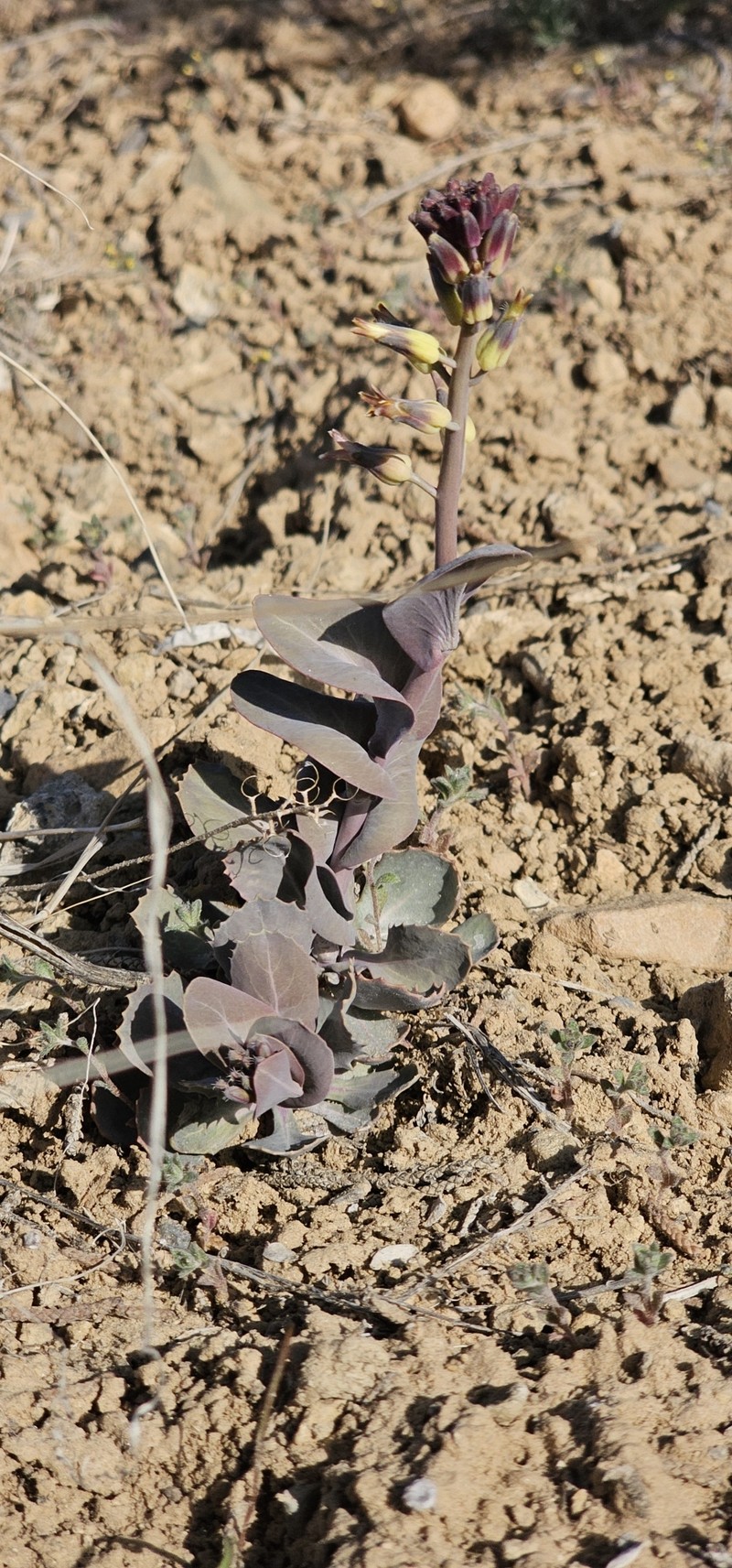 Streptanthus cordatus var. cordatus photo 8