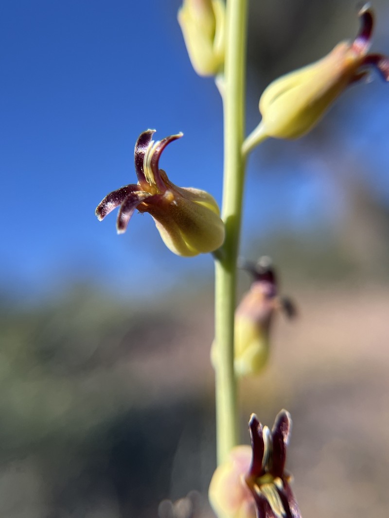 Streptanthus cordatus var. piutensis