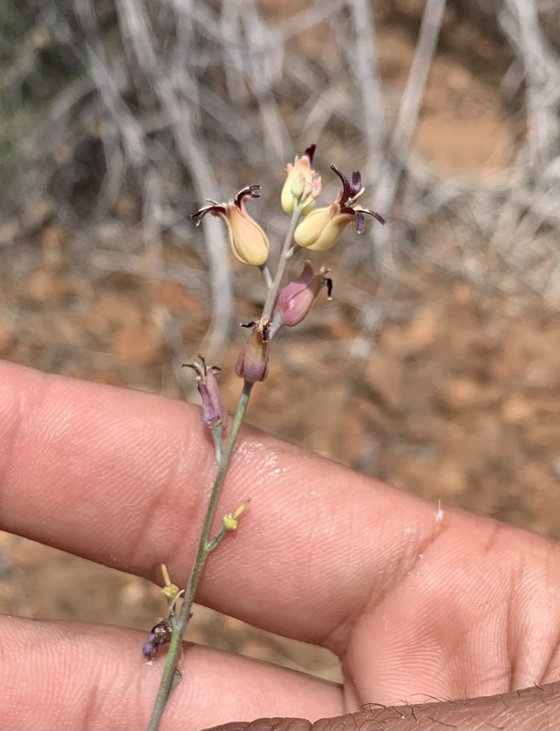 Streptanthus cordatus var. piutensis photo 2