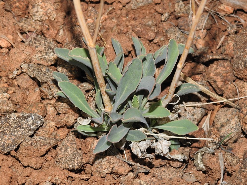 Streptanthus cordatus var. piutensis photo 3
