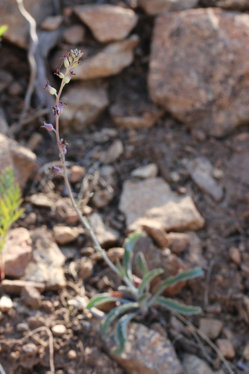 Streptanthus cordatus var. piutensis photo 4