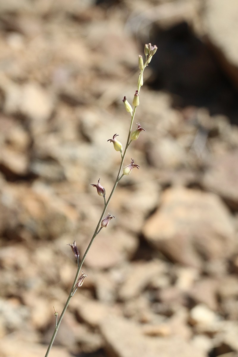 Streptanthus cordatus var. piutensis photo 5