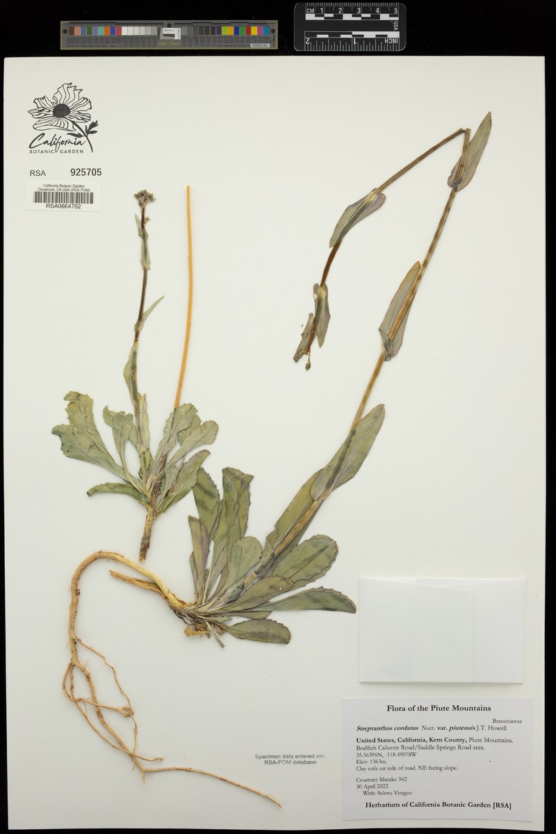 Streptanthus cordatus var. piutensis photo 6
