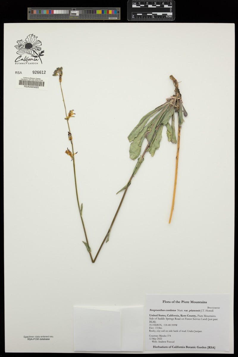 Streptanthus cordatus var. piutensis photo 7