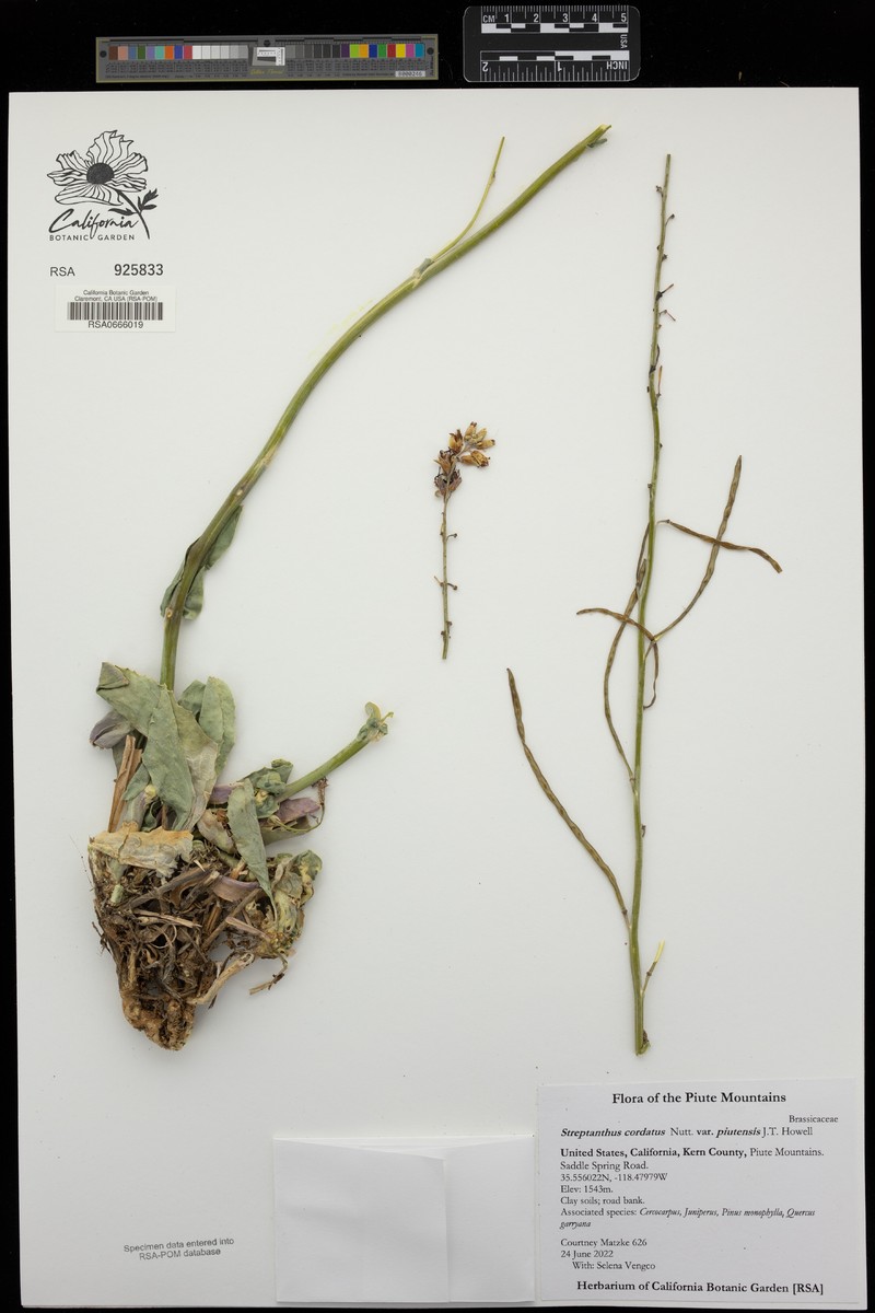 Streptanthus cordatus var. piutensis photo 8