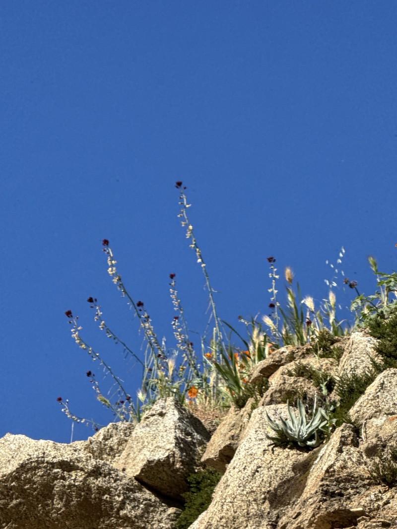 Coulter's Wild Cabbage photo 2