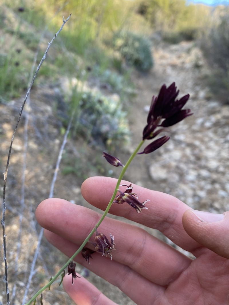 Coulter's Wild Cabbage photo 3