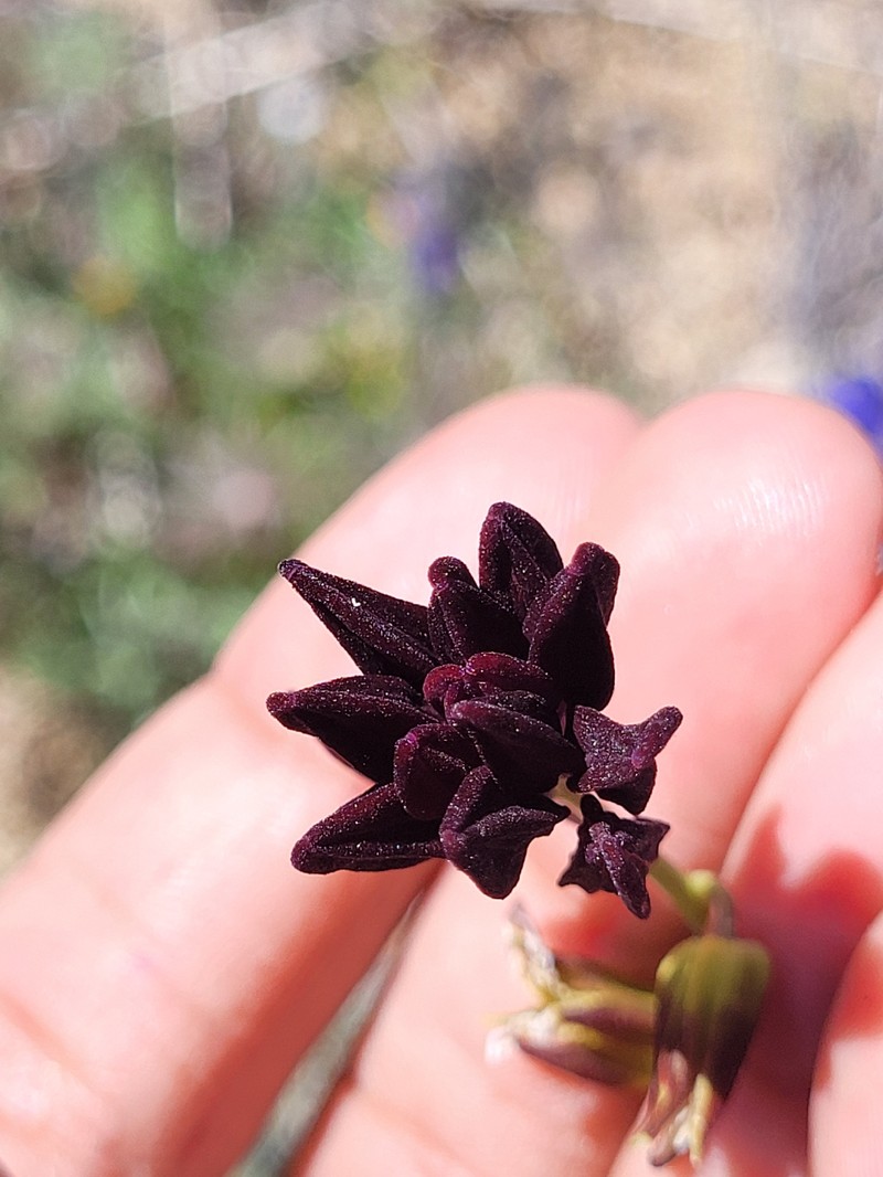 Coulter's Wild Cabbage photo 4