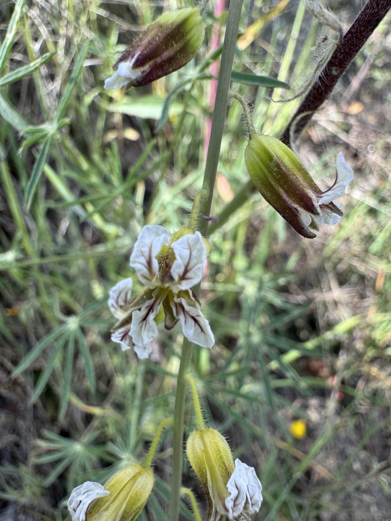 Coulter's Wild Cabbage photo 5
