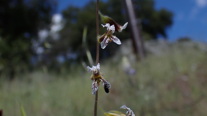 Coulter's Wild Cabbage photo 6