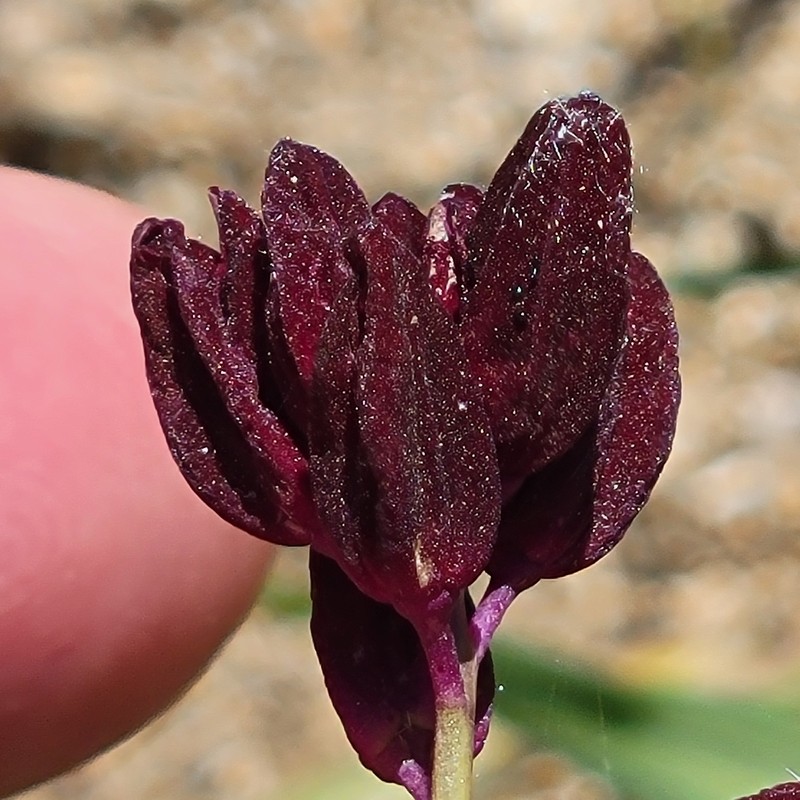 Coulter's Wild Cabbage photo 7