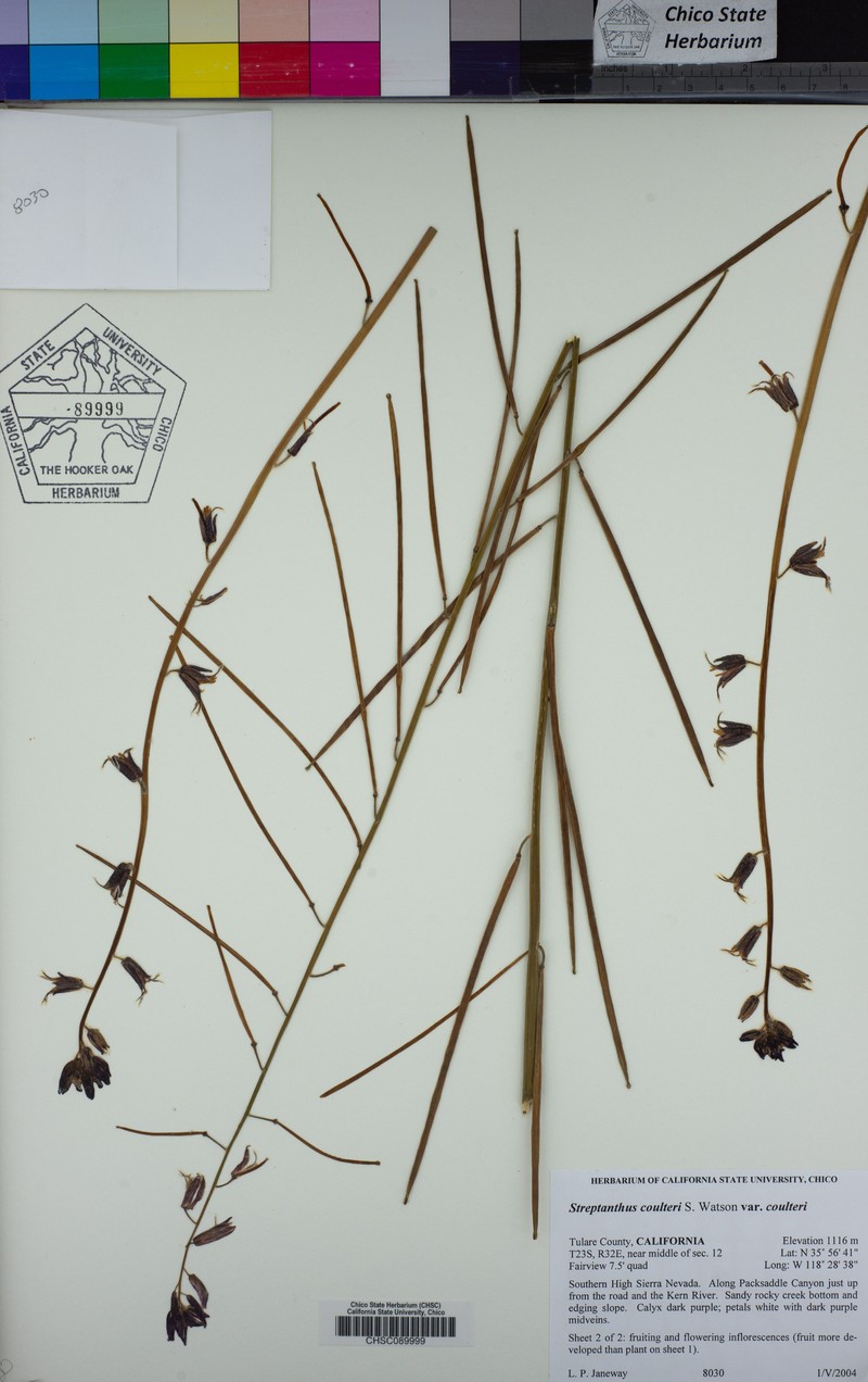 Streptanthus coulteri var. coulteri
