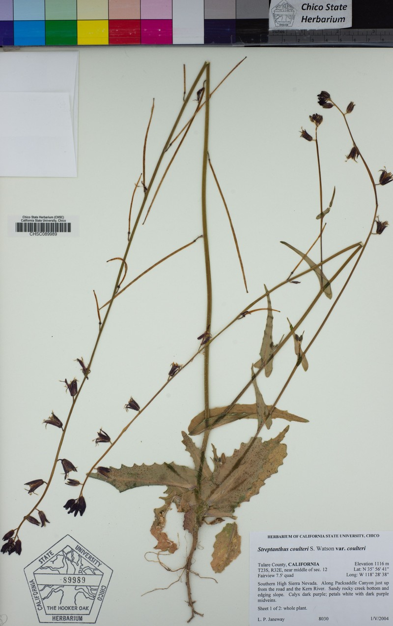 Streptanthus coulteri var. coulteri photo 2