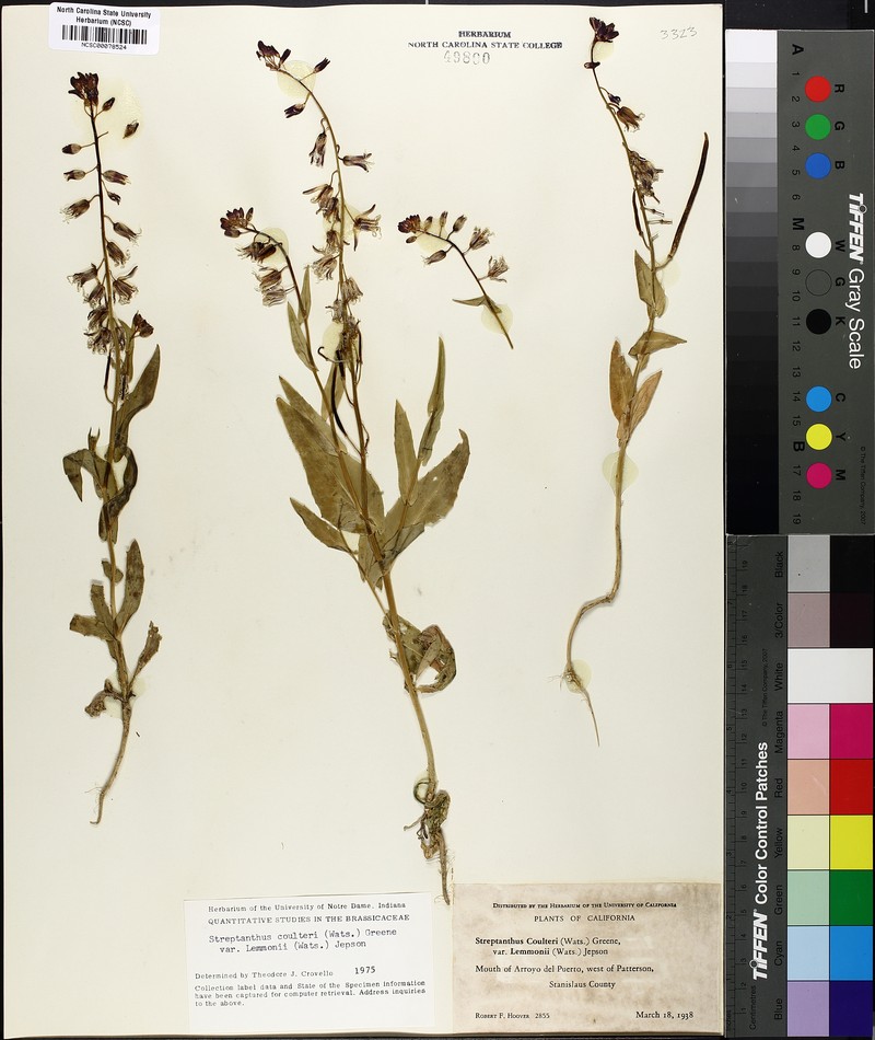 Lemmon's Wild Cabbage