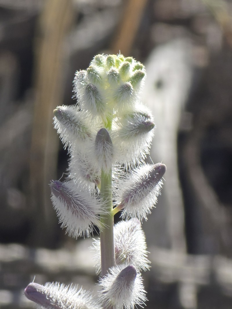 Thickstem Wild Cabbage photo 2
