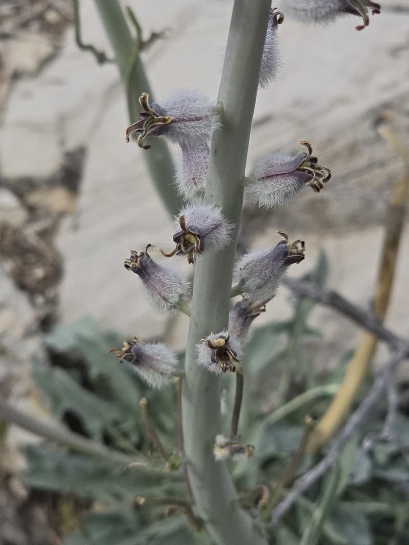 Thickstem Wild Cabbage photo 4
