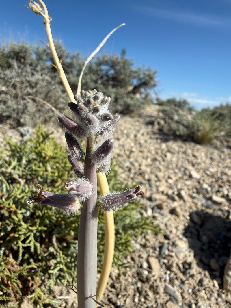Thickstem Wild Cabbage photo 7