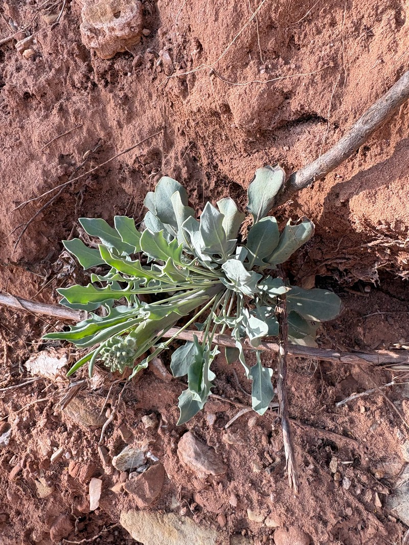 Thickstem Wild Cabbage photo 8