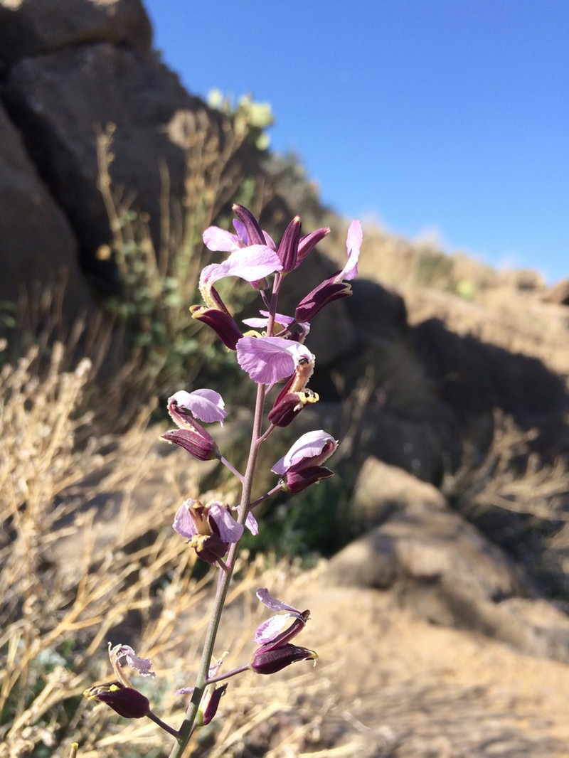 Cutler's Jewelflower photo 2