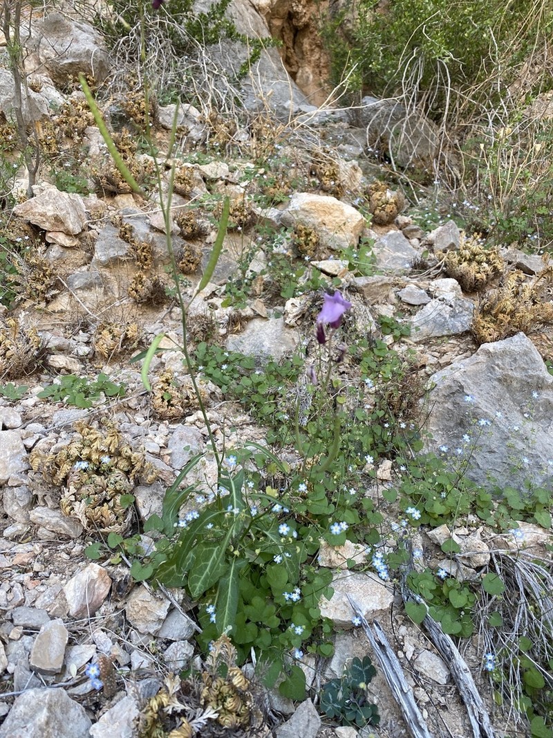Cutler's Jewelflower photo 3
