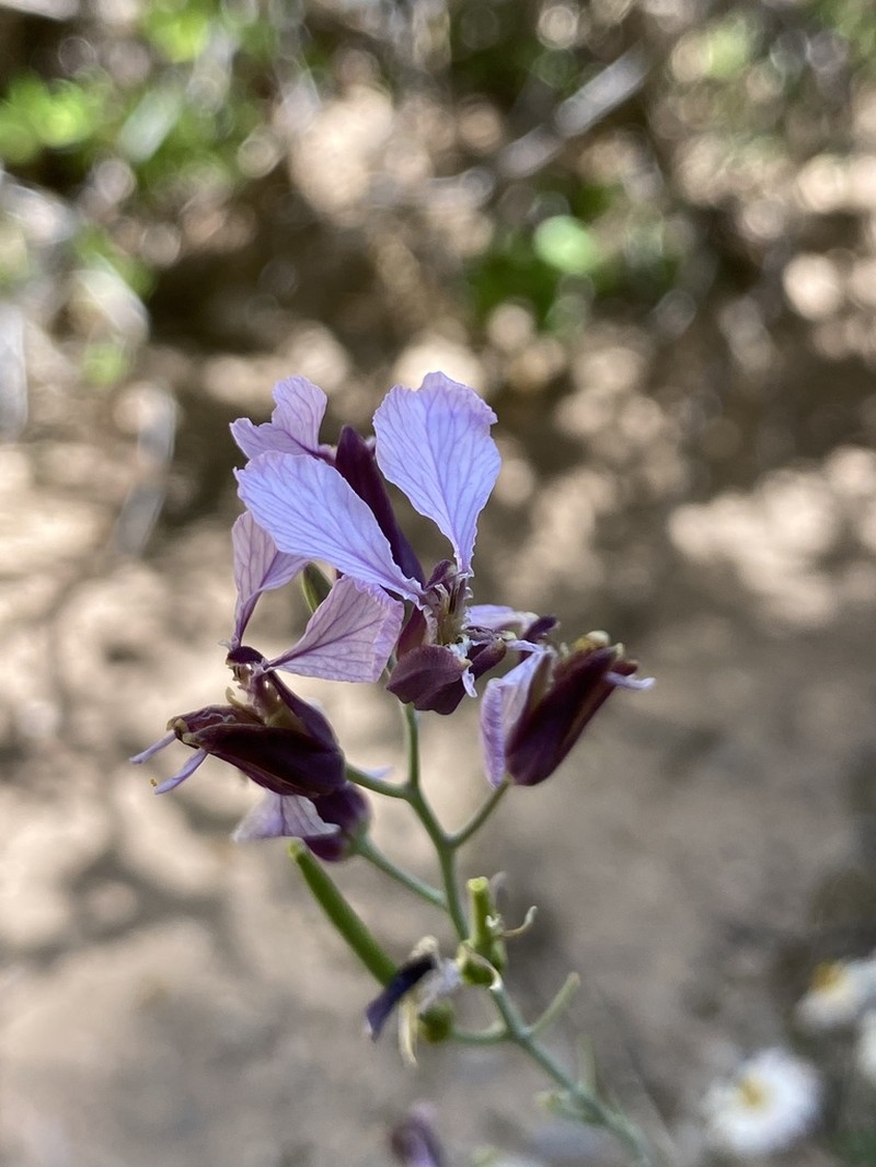 Cutler's Jewelflower photo 4