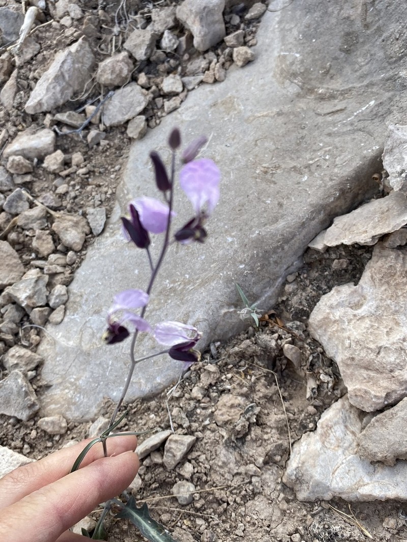 Cutler's Jewelflower photo 6