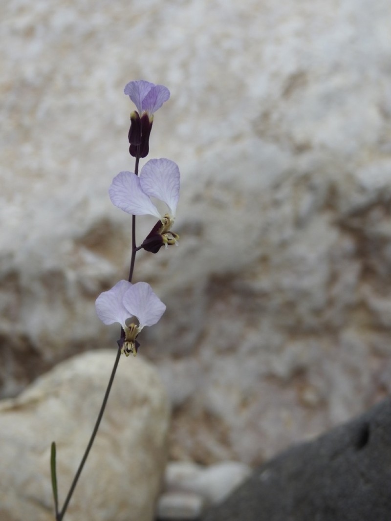 Cutler's Jewelflower photo 7