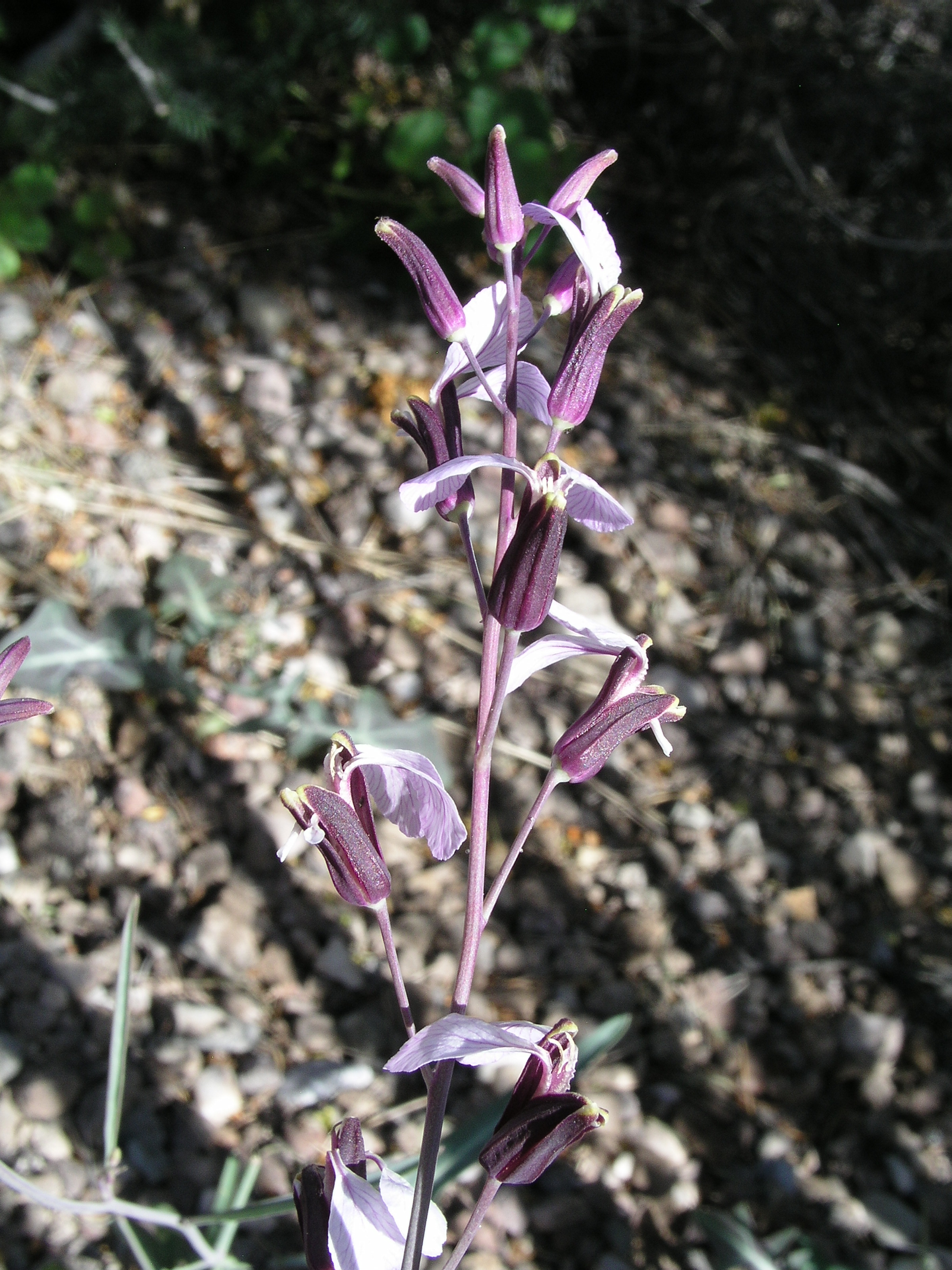 Cutler's Jewelflower