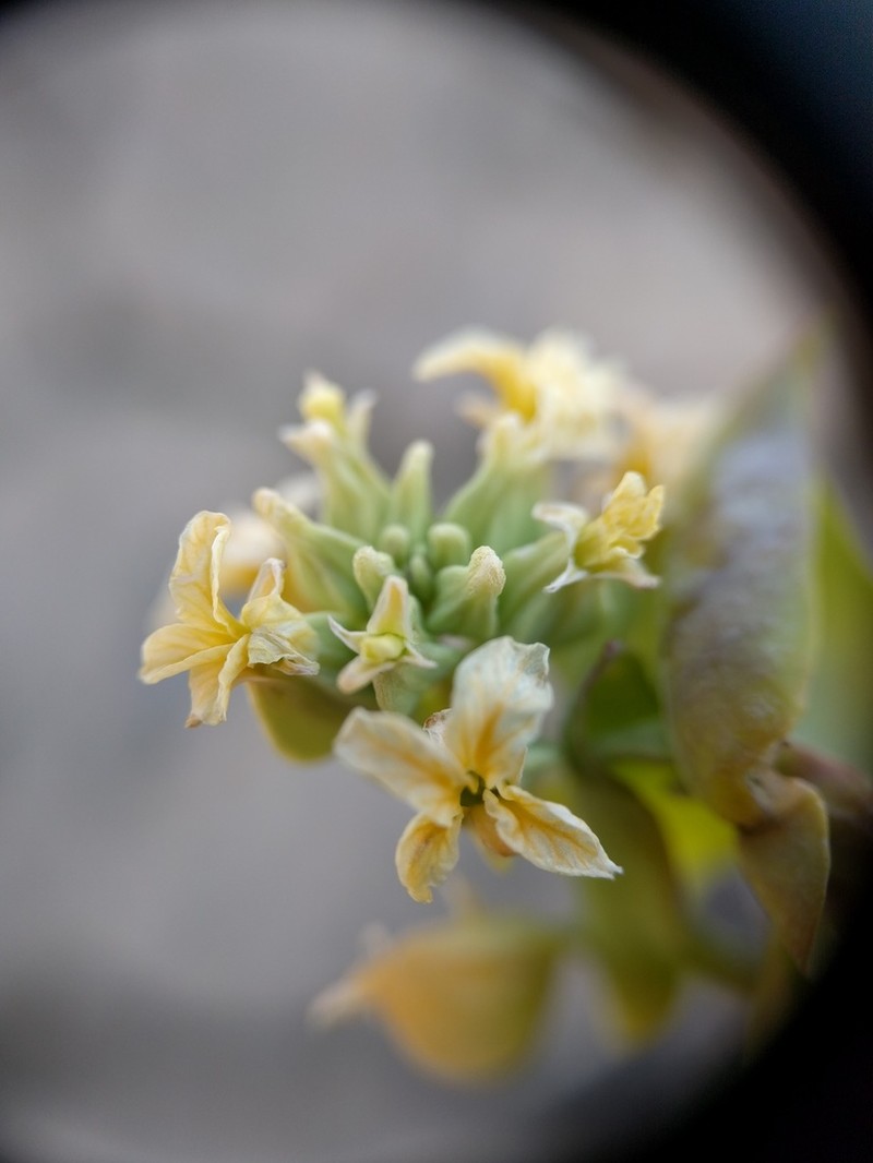 Variableleaf Jewelflower