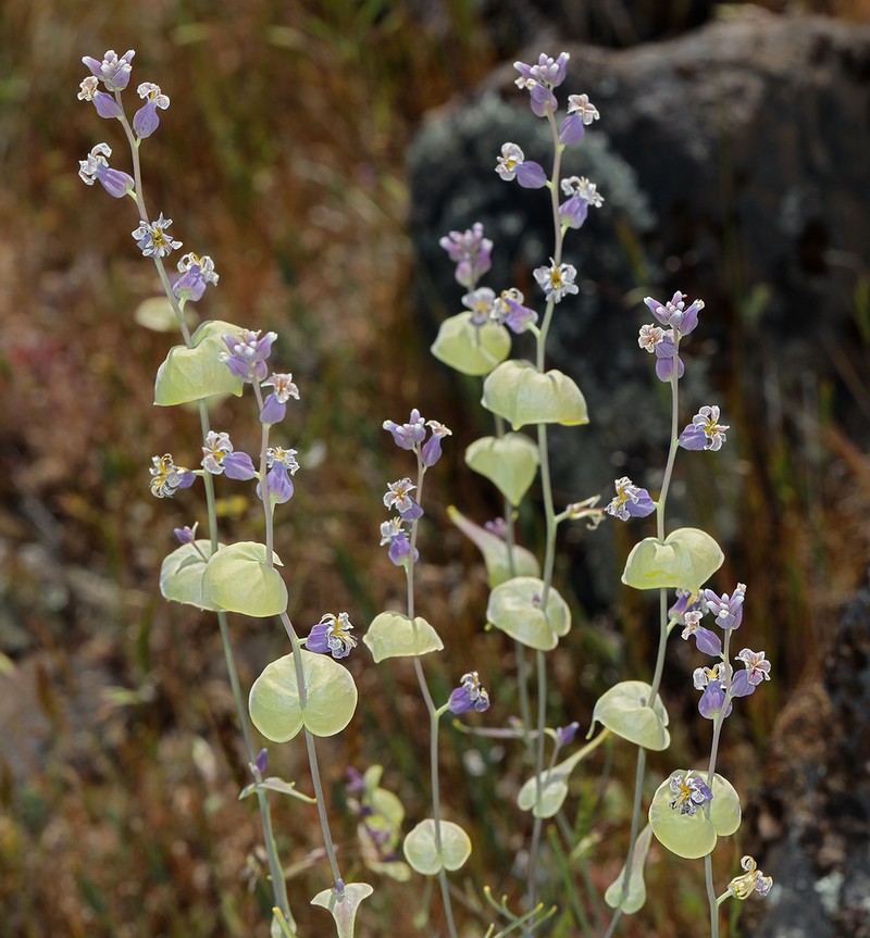 Variableleaf Jewelflower photo 2