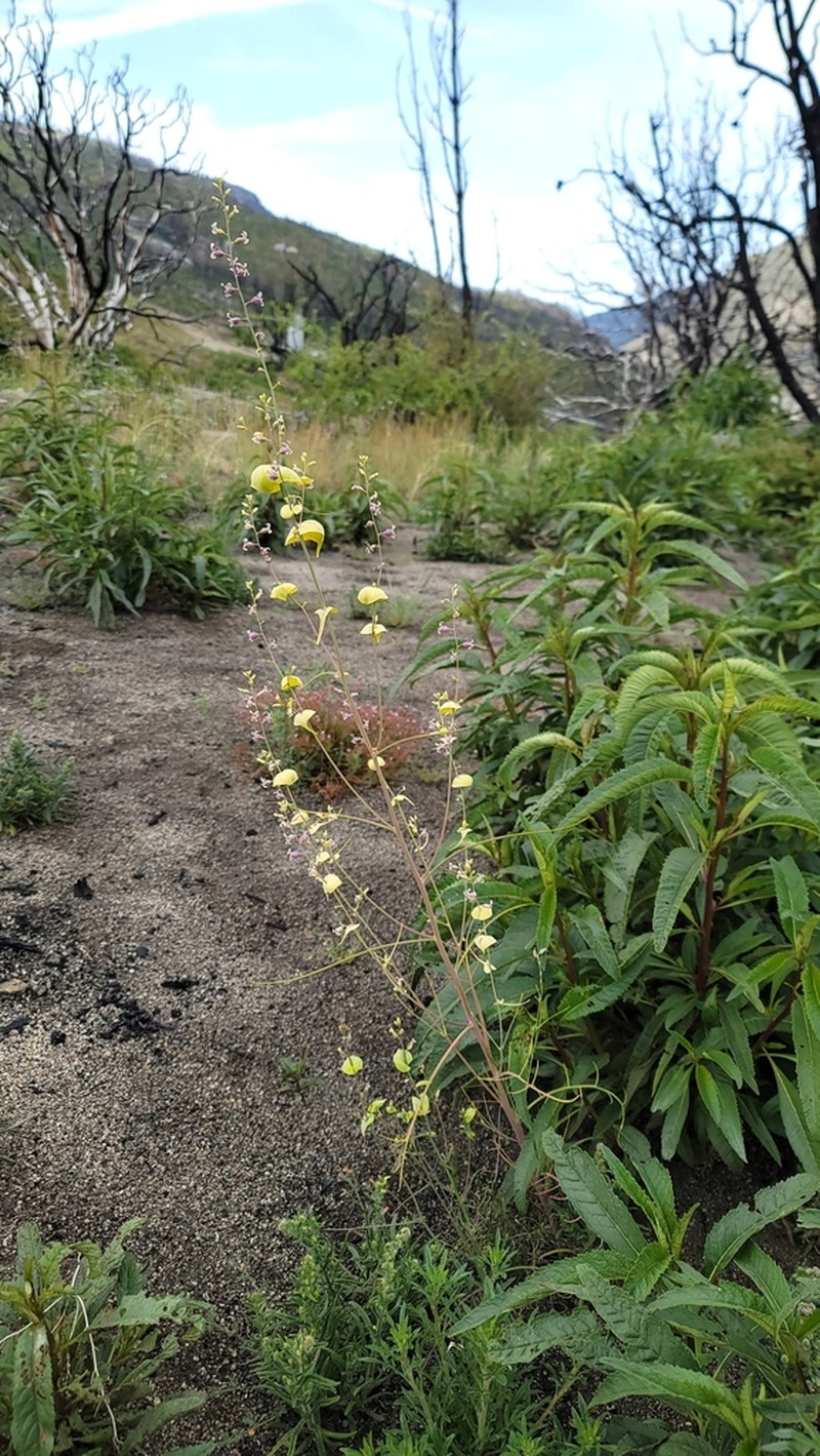 Variableleaf Jewelflower photo 4