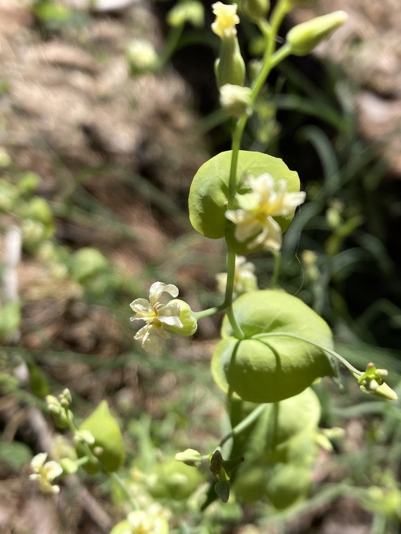Variableleaf Jewelflower photo 5