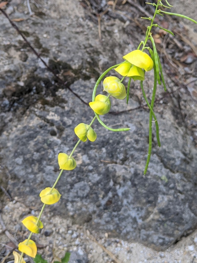 Variableleaf Jewelflower photo 6