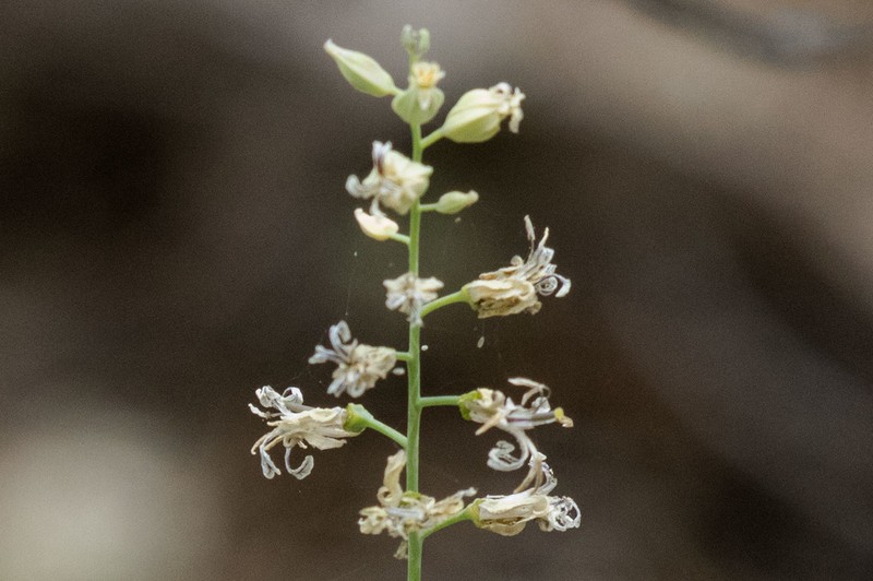 Variableleaf Jewelflower photo 7