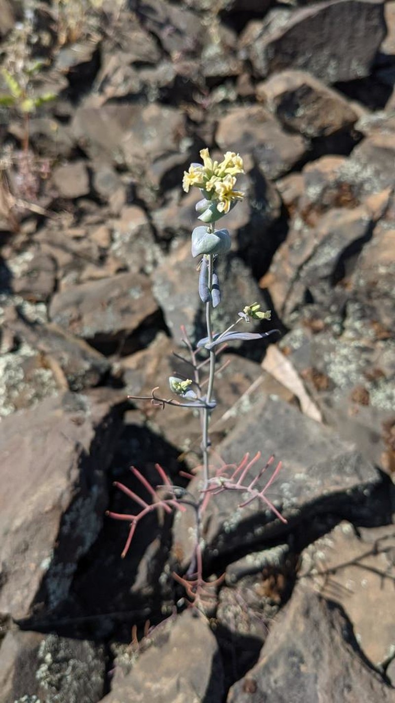 Variableleaf Jewelflower photo 8