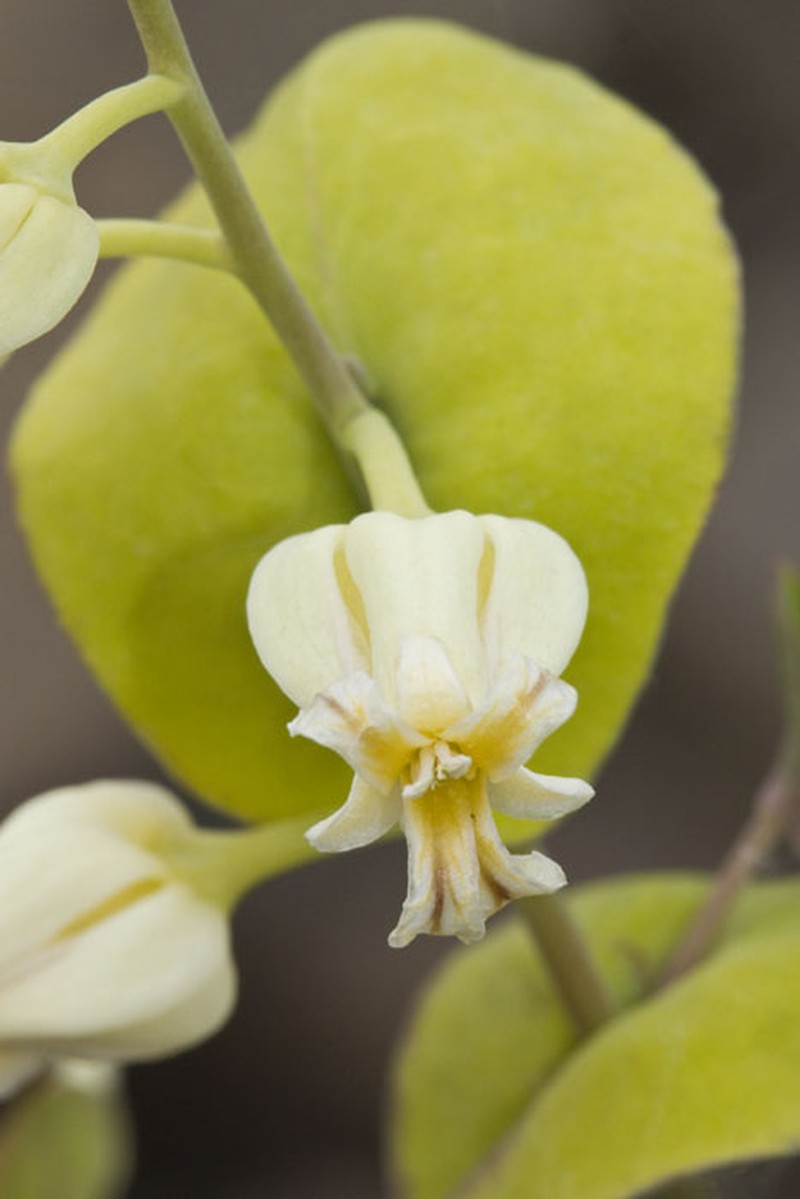 Variableleaf Jewelflower