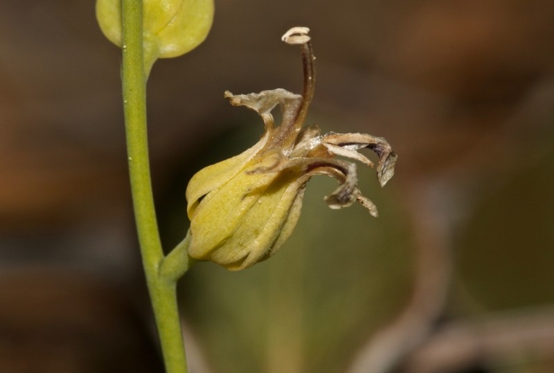 Sicklefruit Jewelflower photo 8