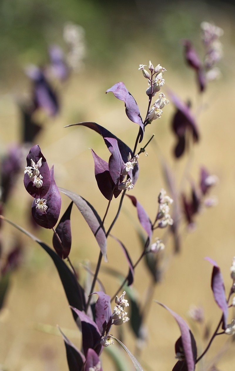 Farnsworth's Jewelflower