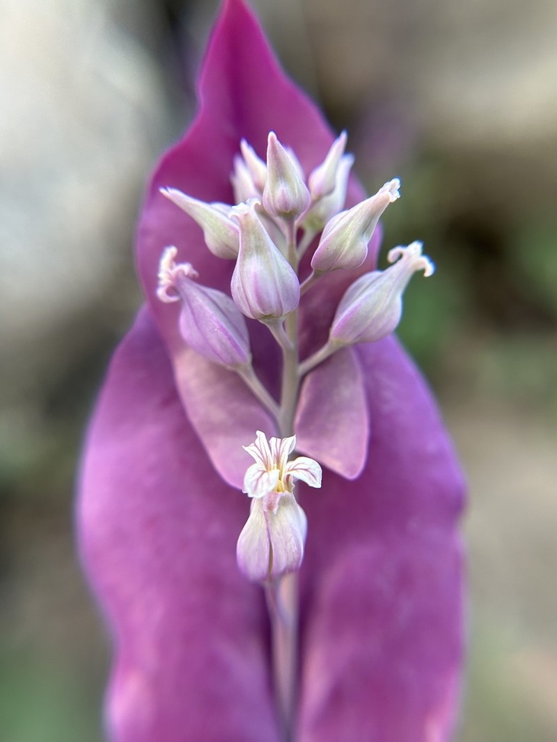 Farnsworth's Jewelflower photo 2