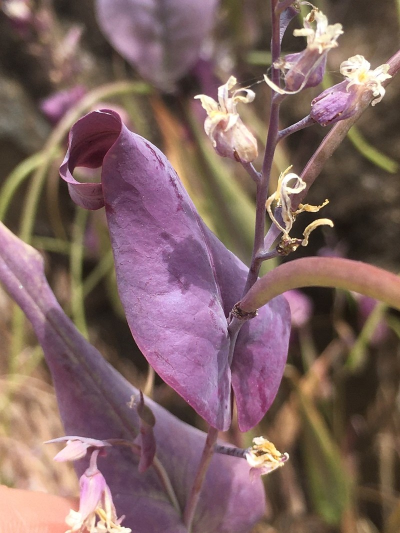 Farnsworth's Jewelflower photo 3