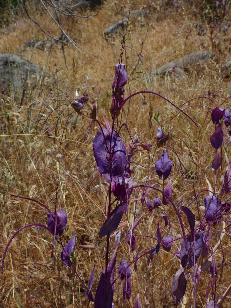 Farnsworth's Jewelflower photo 4