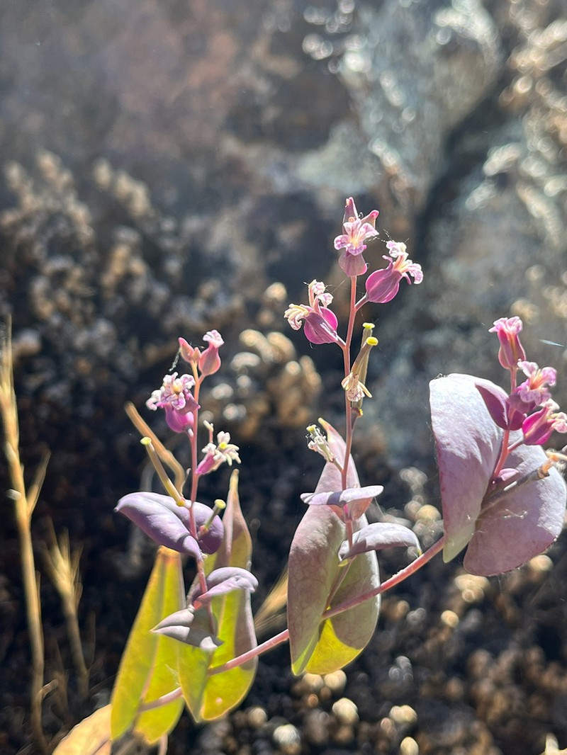 Farnsworth's Jewelflower photo 6