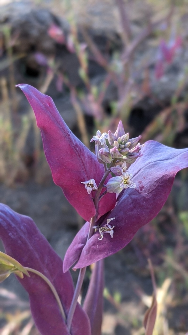 Farnsworth's Jewelflower photo 7