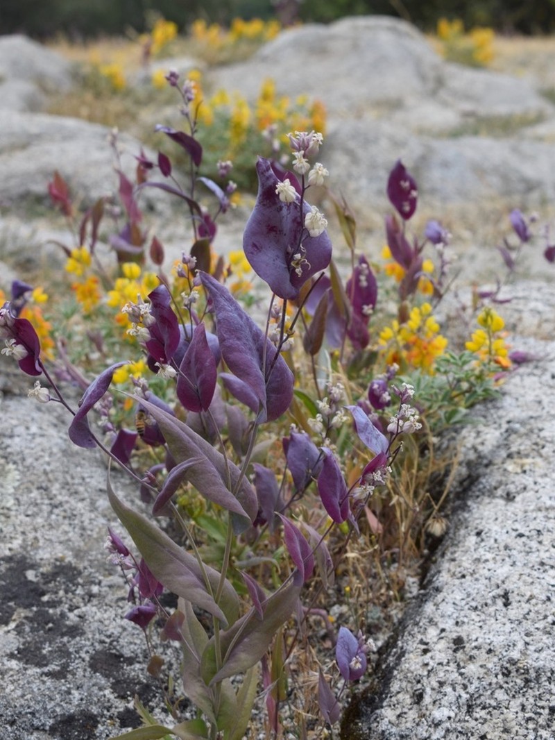 Farnsworth's Jewelflower photo 8