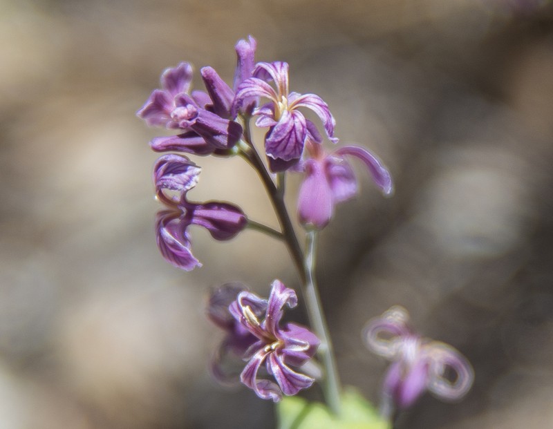Tehipite Valley Jewelflower