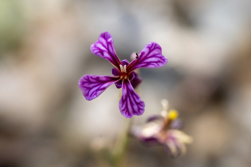 Tehipite Valley Jewelflower photo 2