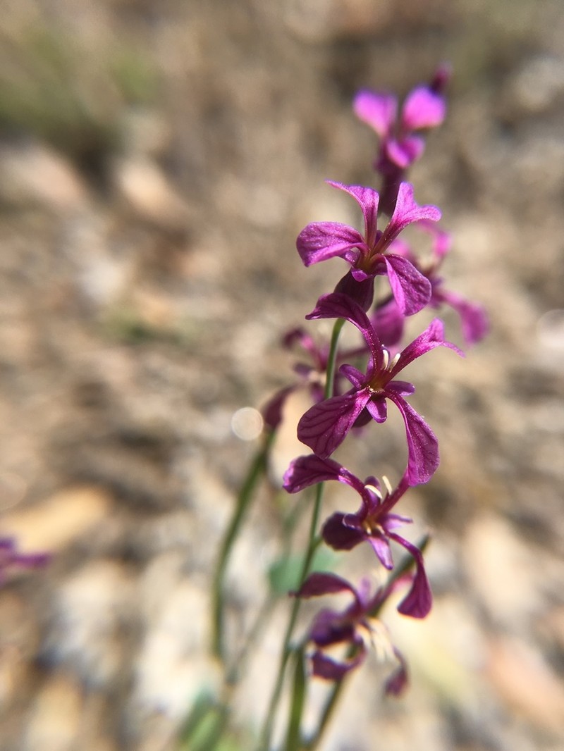 Tehipite Valley Jewelflower photo 3
