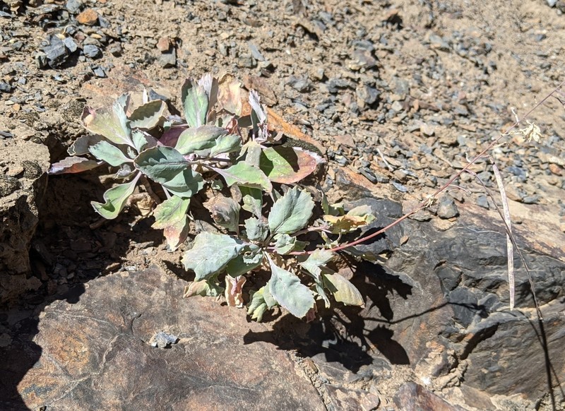 Tehipite Valley Jewelflower photo 4