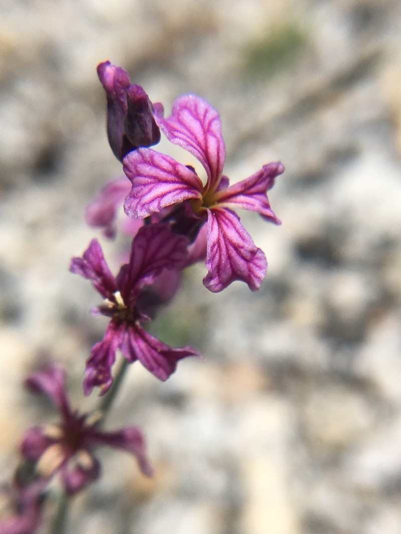 Tehipite Valley Jewelflower photo 5