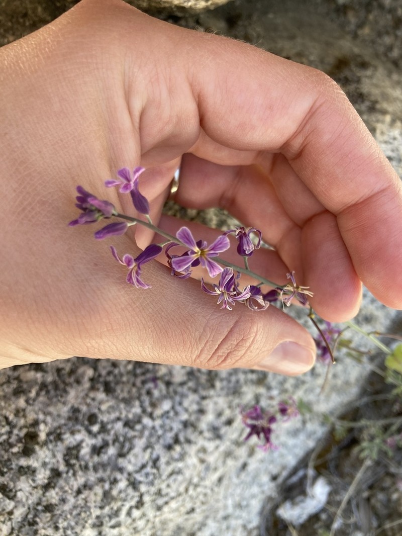 Tehipite Valley Jewelflower photo 6